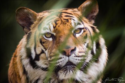 Tiger through grass