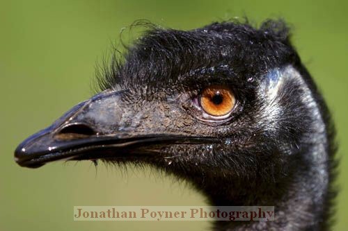 Emu