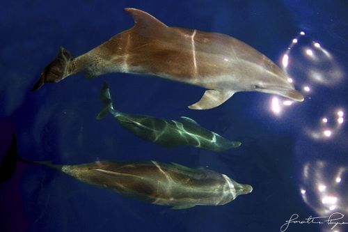 Dolphins, horizontal