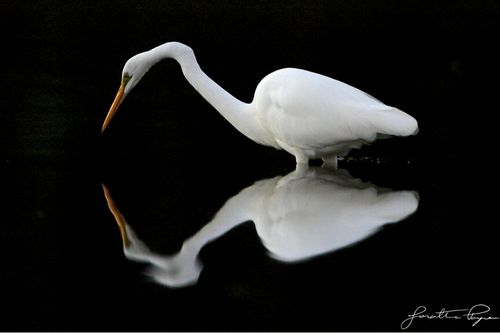 Egret