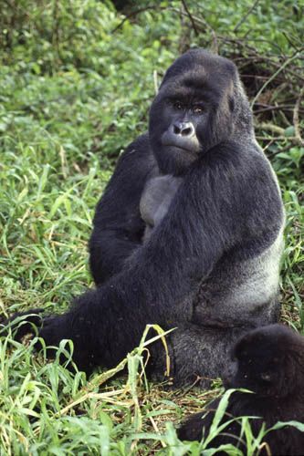Silverback sitting