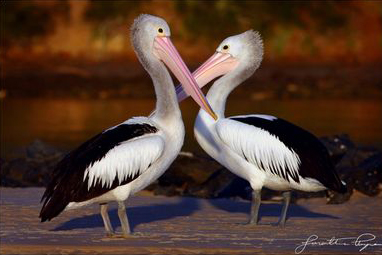 Facing pelicans