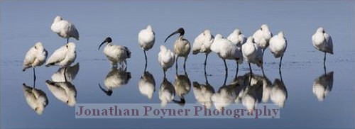 Ibis and Spoonbills