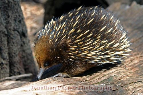 Echidna