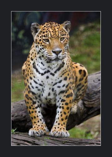 Sitting jaguar
