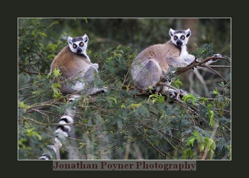 Lemurs