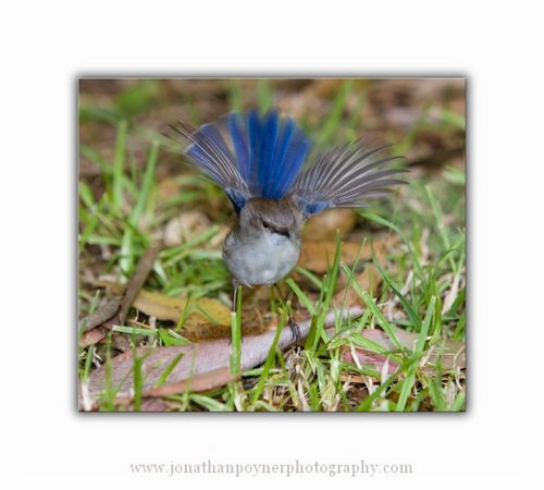 wren
