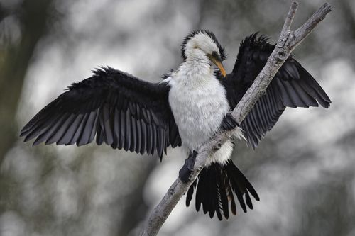 Pied cormorant