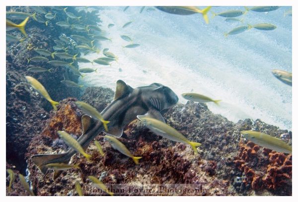 Port Jackson shark