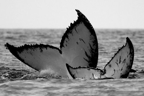 Double whale tail