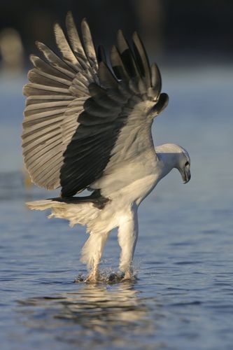 White bellied sea eagle