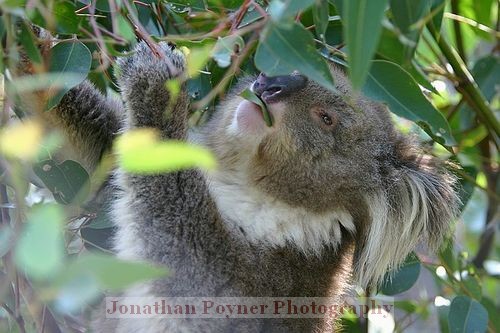 Eating leaves