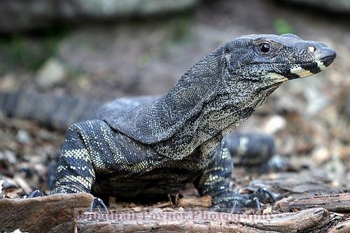 Lace monitor