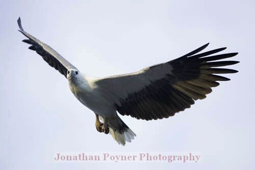 eagle