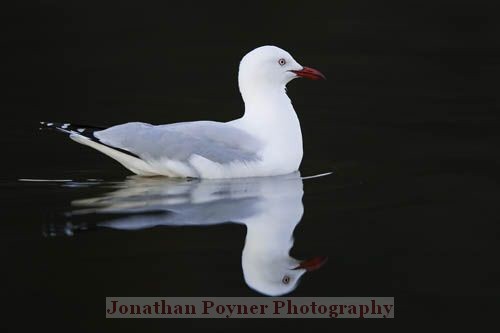 Floating seagull