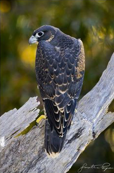 Peregrin falcon