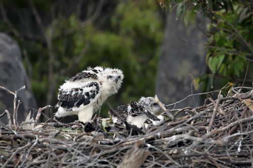 Sea eagle chicks