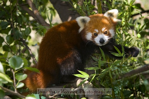 Red panda
