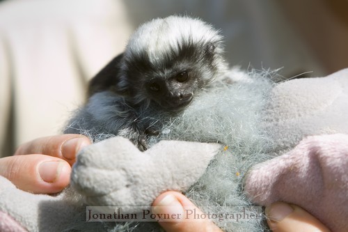 Baby cottontop tamarin
