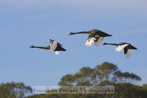 Three black swans