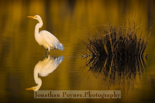 Egret