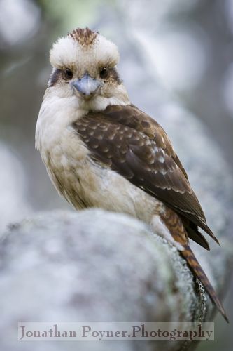 Kookaburra portrait