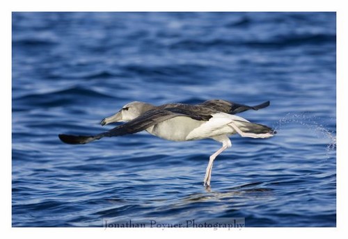 Albatross taking off.
