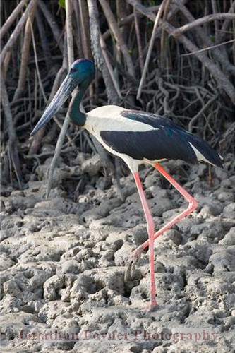 Jabiru
