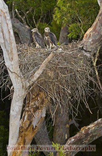 In the nest