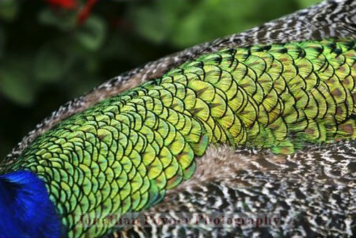 Feather detail