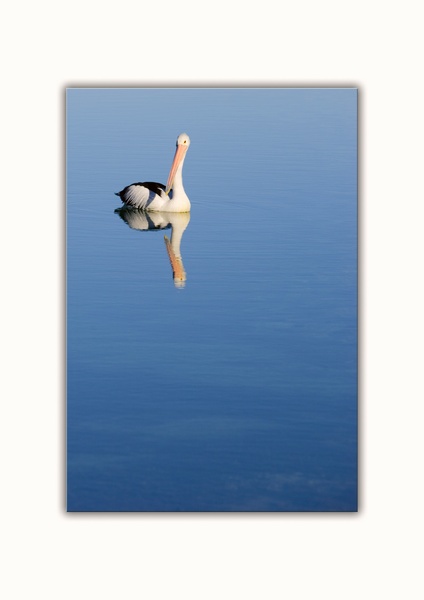 solitary pelican