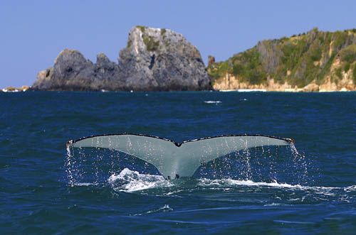 Whale tail