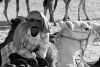 Camel Herder