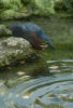 Green Heron