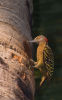 Hispaniolan Woodpecker