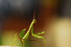 Praying Mantis