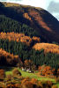 Autumn Glory