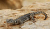 Spiny Tailed Lizard