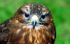 Buzzard