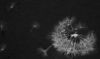 Dandilion Clock