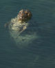 Atlantic Grey Seal