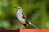Grey Flycatcher