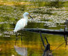 Little Egret