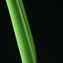 Green Back