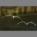 Flight