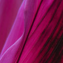 True Colour