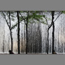 Inner City Rain Forest
