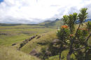 PROTEA TREE ON TRAIL