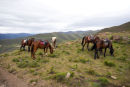 BASUTO PONIES
