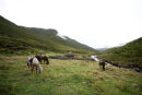 PONIES AT THE MOTEBO